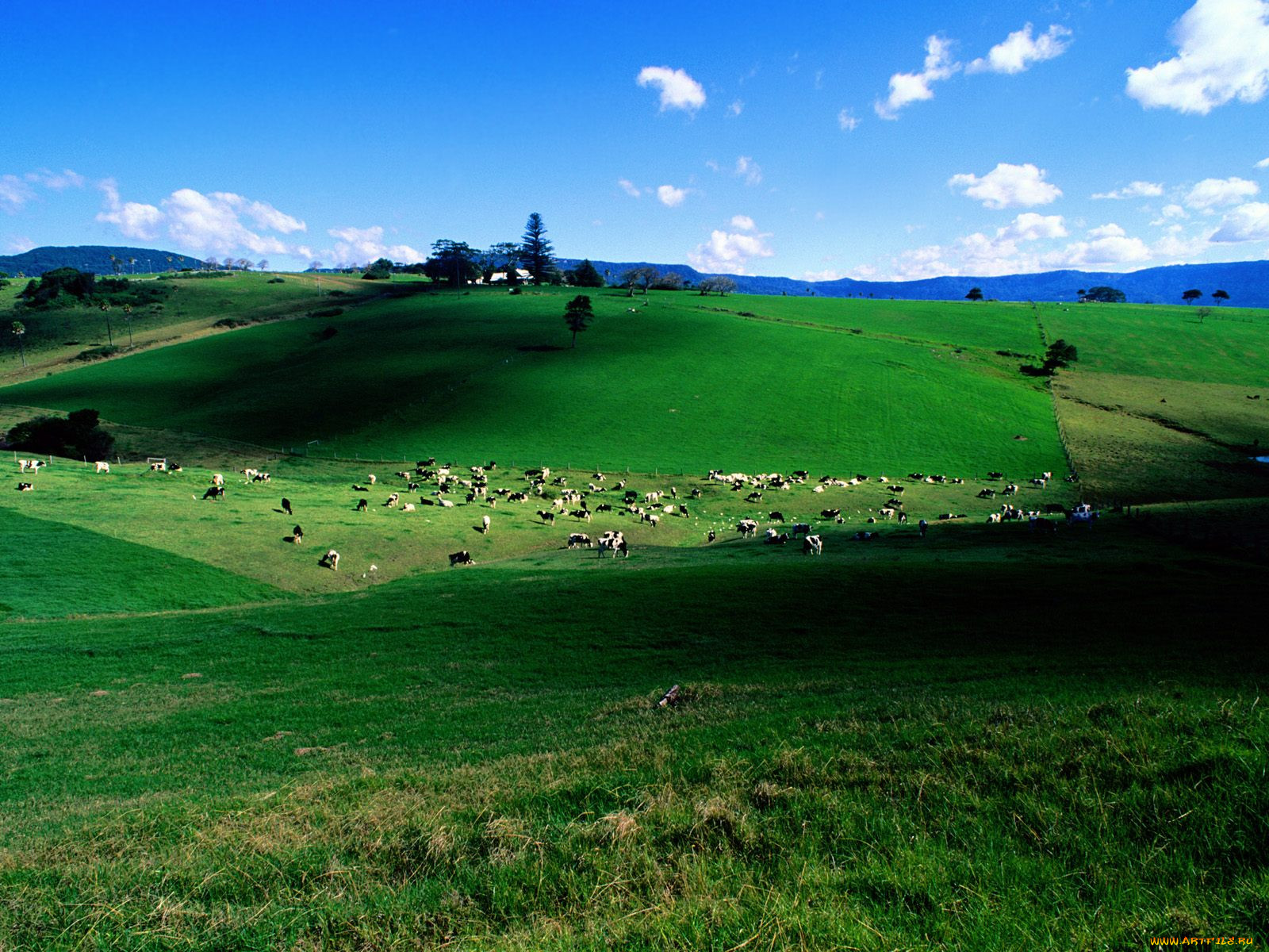 dairy, cattle, new, south, wales, australia, , , 